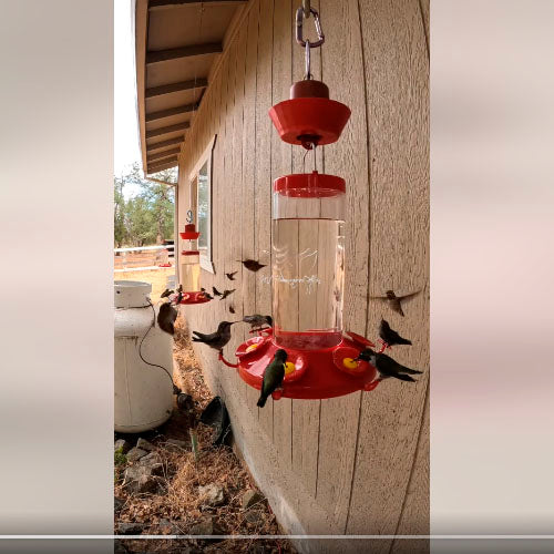 Hummingbird Feeder, Special Designed