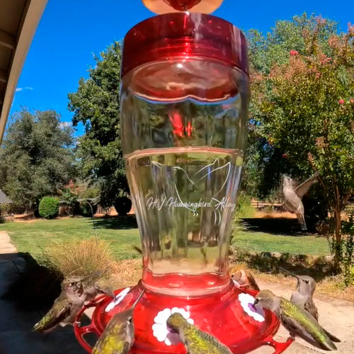 Hummingbird Feeder, Special Designed
