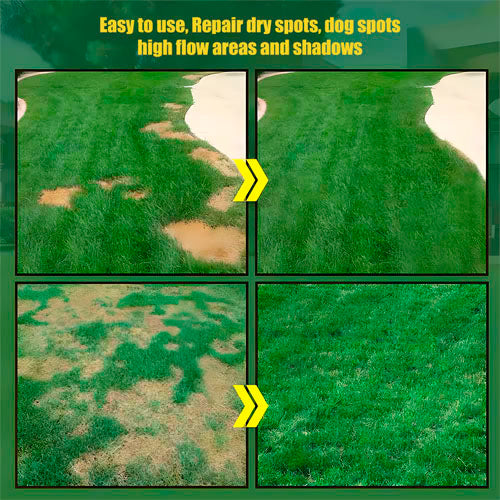 🔥⏰Last day promotion: 🌱 Four-season evergreen dwarf grass seed🌾 Create your lawn in hours🌼