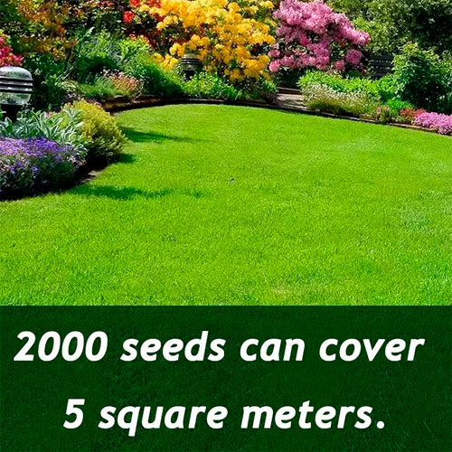 🔥⏰Last day promotion: 🌱 Four-season evergreen dwarf grass seed🌾 Create your lawn in hours🌼